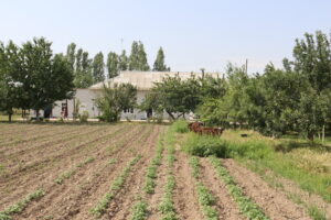 Maison d’hôte à Tongotar